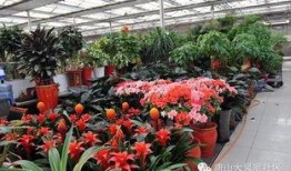 唐山爆料花店小伙子视频,温馨瞬间感动网友